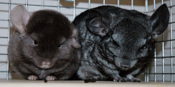 Elby and Brisco The Chinchillas - Elby and Brisco